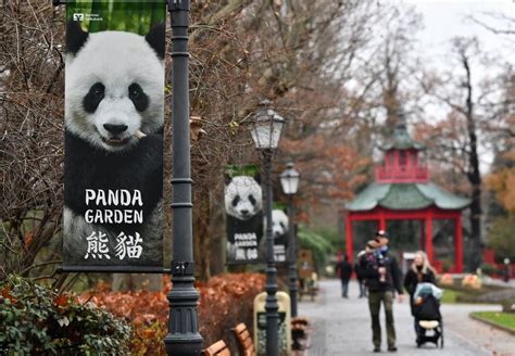 Gemelas Pandas Gigantes nacen el zoológico de Berlín.